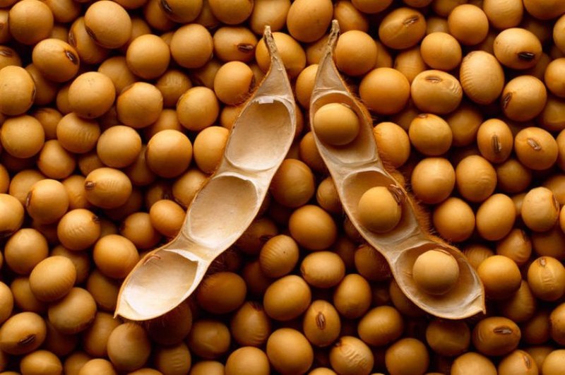 أسعار فول الصويا والبقوليات في ألمانيا أقل بنسبة 11% عن العام الماضي