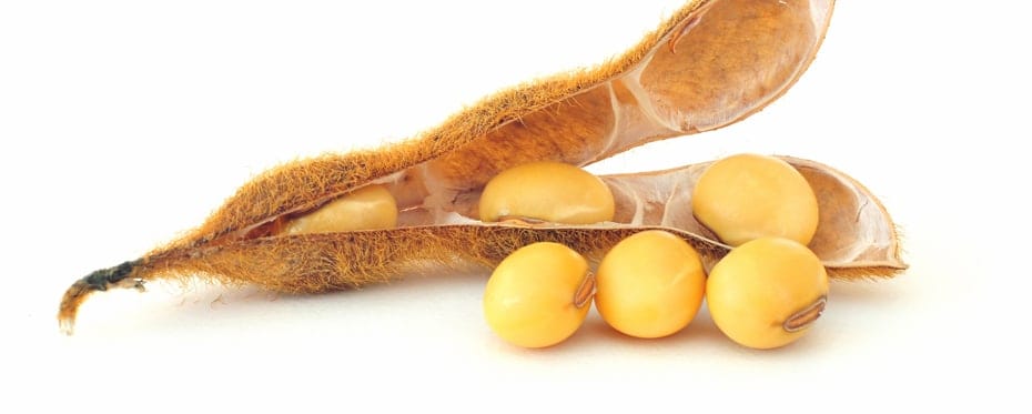 صادرات البرازيل من فول الصويا ترتفع 9% في يوليو