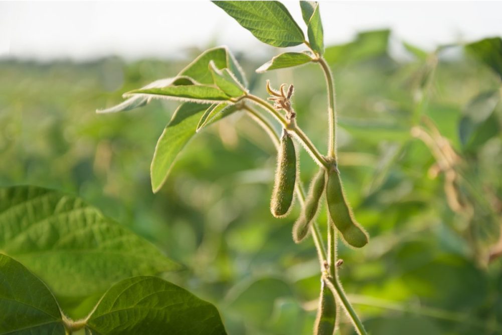 رغم الإنتاج القياسي من فول الصويا في الهند التوقعات لا تلبي الاحتياجات المحلية