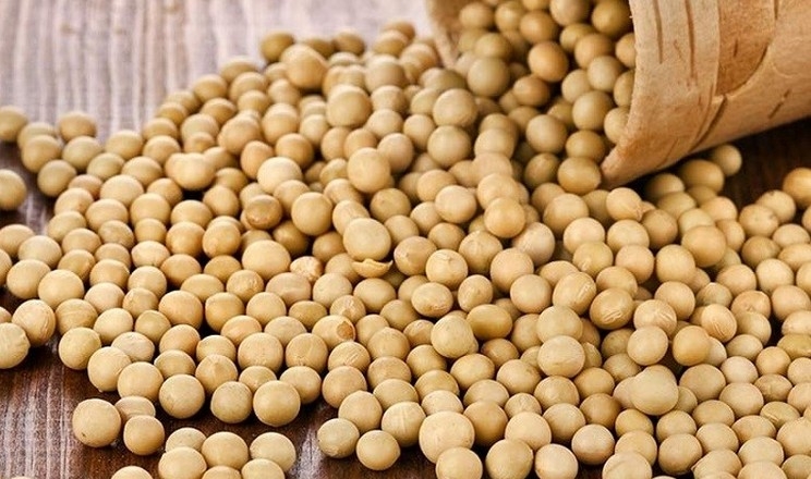 أوكرانيا تصدر 377 ألف طن من فول الصويا في يوليو