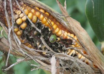 سموم الأفلاتوكسين (M1 الخطر الصامت على الصحة العامة)