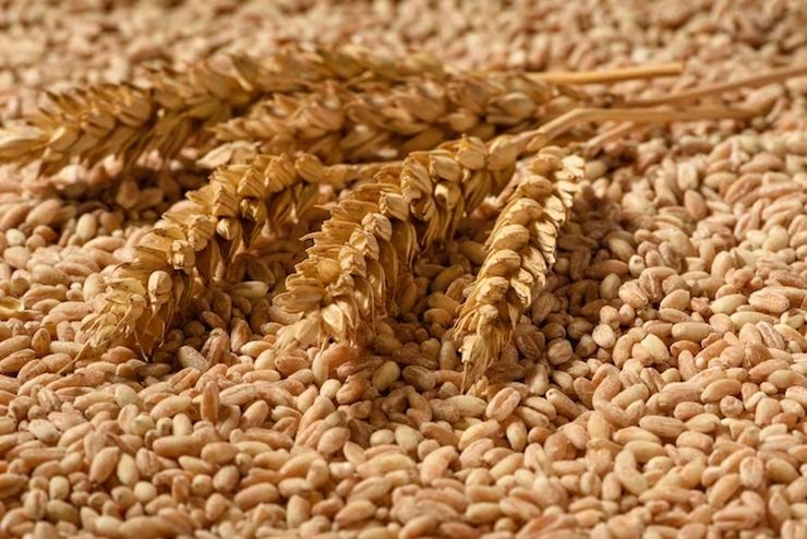 وزارة الزراعة الروسية تحتفظ بتوقعاتها لصادرات الحبوب في العام 2025-2026