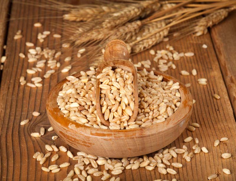 ألمانيا تتوقع زيادة محصول القمح بنسبة 21.1٪ في عام 2025