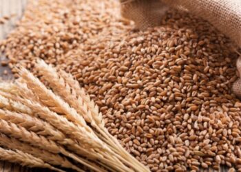عقود القمح تنتعش وتغلق تداولات الأربعاء في المنطقة الخضراء