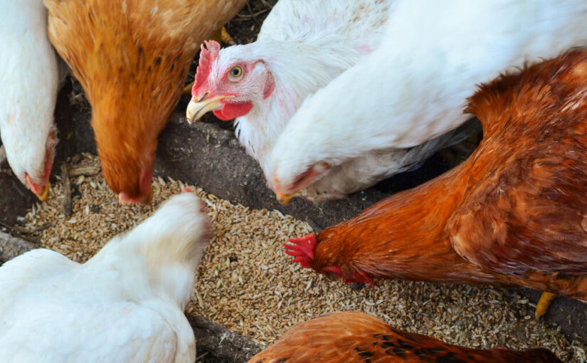 التسمين بـ62 والساسو 100 جنيه.. أسعار الدواجن اليوم الإثنين في المزرعة