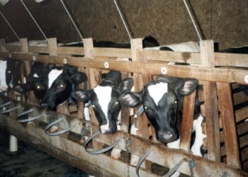 "المشروع القومي للبتلو": 45 ألف مربى استفادوا بأكثر من 10 مليارات جنيه تمويل