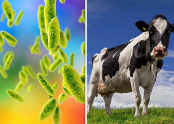 مرض البروسيلا ونظرة عامة على طرق الوقاية فى كل من الإنسان والحيوان