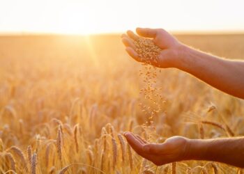 هبوط جماعي لعقود القمح بنهاية تعاملات جلسة يوم الإثنين 22-9-2025