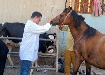 القوافل البيطرية تفحص أكثر من 78 ألف رأس ماشية و82 ألف طائر خلال أغسطس