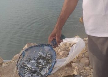 "تنمية البحيرات" يدعم بحيرة باريس بالوادي الجديد بمليون زريعة من أسماك البلطي النيلي