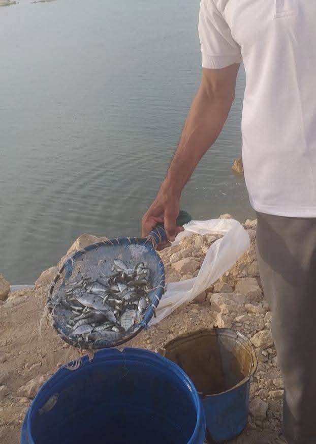 "تنمية البحيرات" يدعم بحيرة باريس بالوادي الجديد بمليون زريعة من أسماك البلطي النيلي