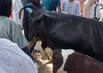 "الزراعة": إجراء التلقيح الاصطناعي لأكثر من 42 ألف رأس ماشية خلال أغسطس