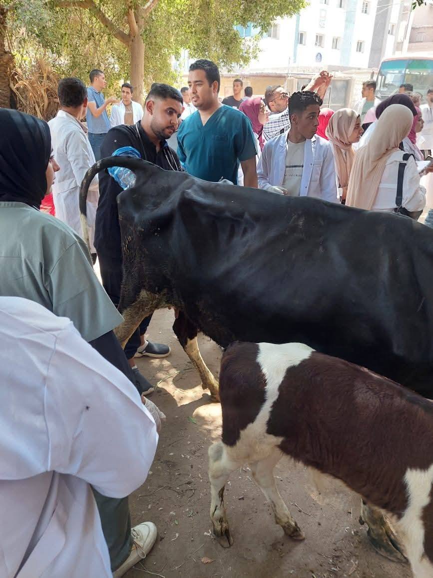 "الزراعة": إجراء التلقيح الاصطناعي لأكثر من 42 ألف رأس ماشية خلال أغسطس