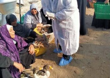 "الزراعة" تنفذ برنامج التقصي النشط بالمزارع والأسواق وتحصن أكثر من 768 ألف طائر