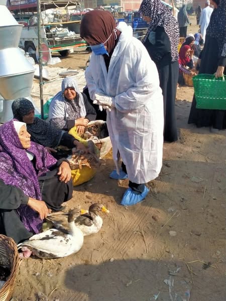 "الزراعة" تنفذ برنامج التقصي النشط بالمزارع والأسواق وتحصن أكثر من 768 ألف طائر