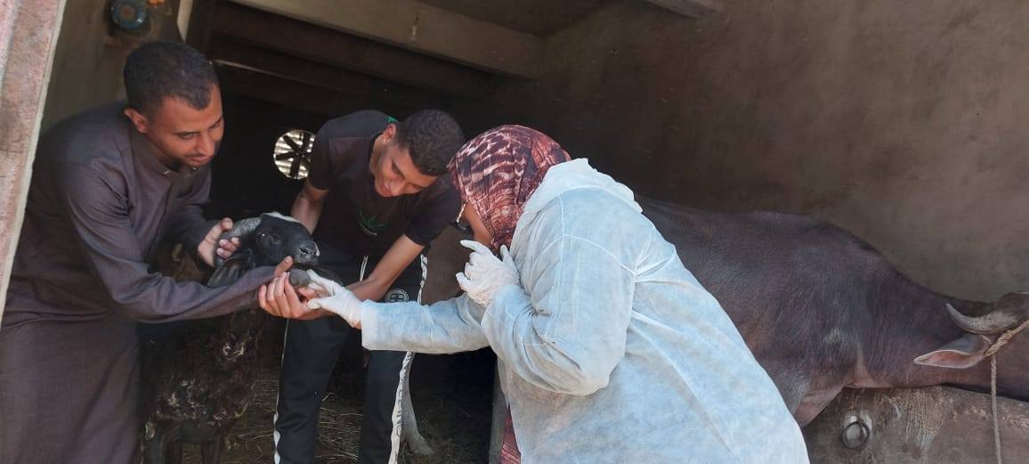 "الخدمات البيطرية" تنفذ أكثر من 8 آلاف زيارة للتقصي النشط خلال أغسطس الماضي