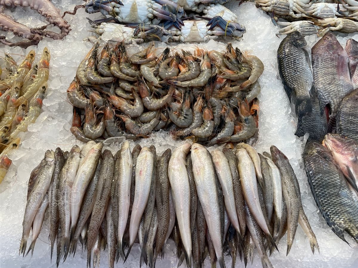 أسعار السمك