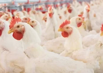 واردات كوريا الجنوبية من الدواجن تسجل مستوى قياسيا منخفضا في أغسطس وسط انخفاض الإمدادات البرازيلية