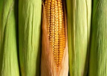 ارتفاع العقود الآجلة للذرة في ختام تداولات الجمعة على الرغم من زيادة تقديرات الإنتاج