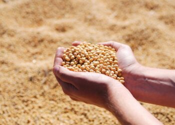 بورصة الحبوب| فول الصويا يسجل مكاسب في ختام تداولات الجمعة