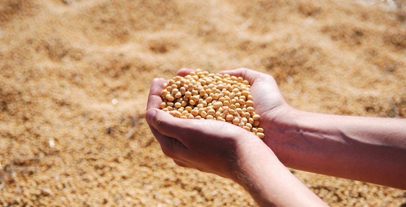 بورصة الحبوب| فول الصويا يسجل مكاسب في ختام تداولات الجمعة