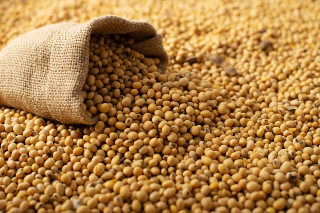 مبيعات فول الصويا الأمريكي تسجل 724.5 ألف طن خلال الأسبوع