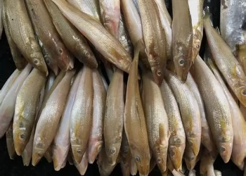 أسعار السمك المكرونة السويسي ترتفع 10 جنيهات اليوم الأحد