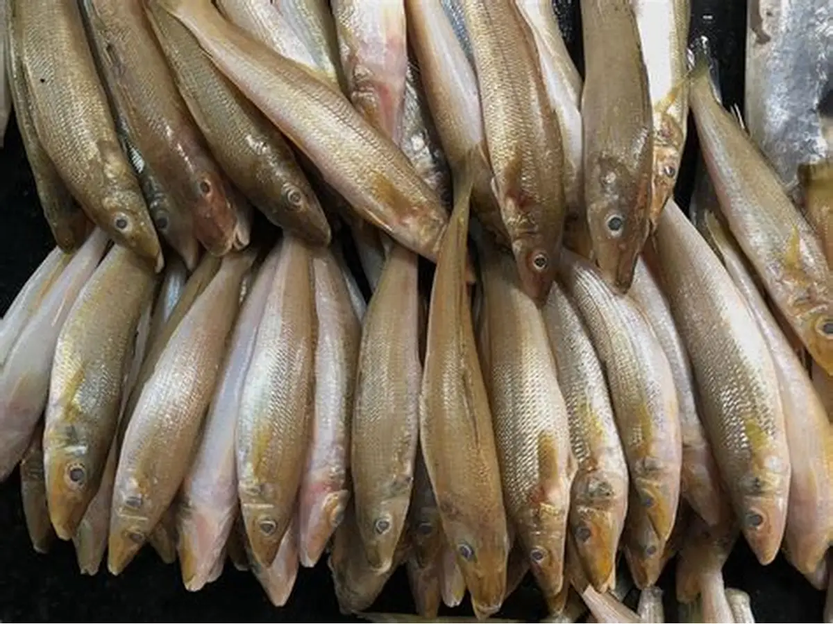 أسعار السمك المكرونة السويسي ترتفع 10 جنيهات اليوم الأحد