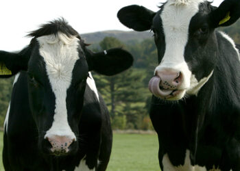 الحمى القلاعية