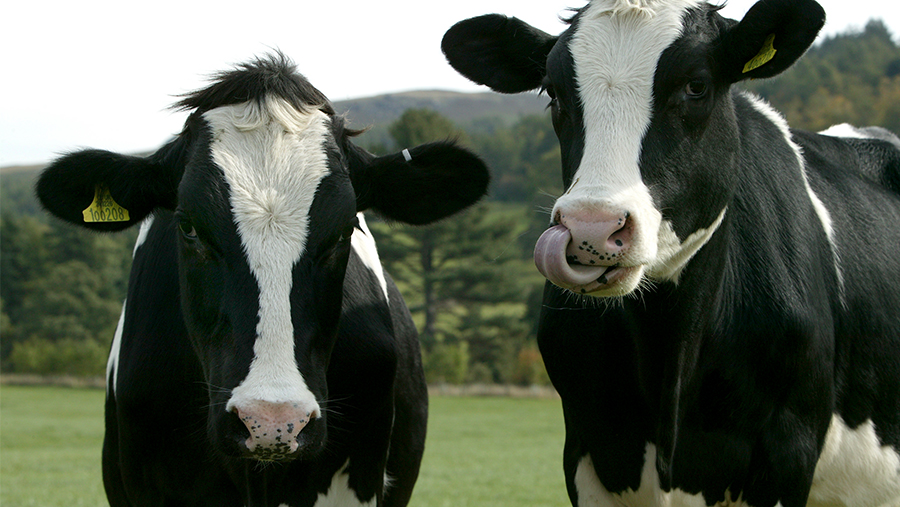 الحمى القلاعية