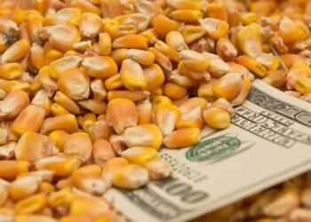 الفاو: أسعار الذرة العالمية ترتفع للشهر الثالث على التوالي في أغسطس مدفوعة بزيادة الطلب