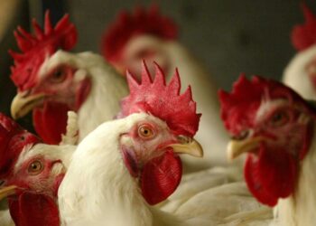 أسعار الدواجن اليوم الإثنين.. الساسو يرتفع جنيهان والتسمين يستقر عند 60 جنيه