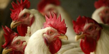 أسعار الدواجن