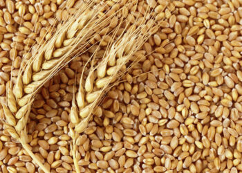 القمح المحصول الرئيسي في صادرات الحبوب الأوكرانية خلال شهر سبتمبر