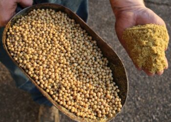 أوكرانيا تستأنفت تصدير كسب الصويا إلى مصر في أغسطس