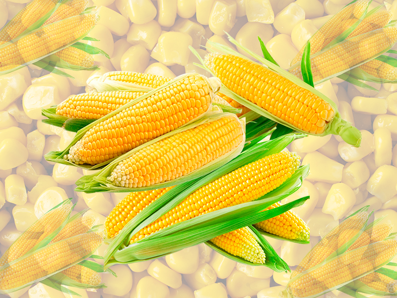 زيادة إنتاج الذرة في أوزبكستان بنسبة 13% خلال العام 2025