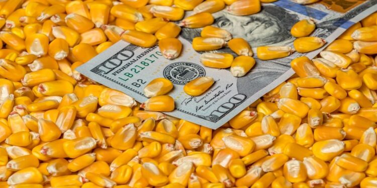 عقود الذرة الآجلة