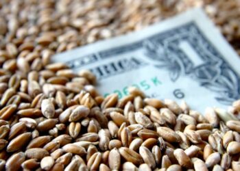 سعر القمح في أوكرانيا لا تزال تحت ضغط من انخفاض الأسعار في البورصات العالمية