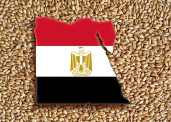 واردات مصر من القمح تنخفض 21%