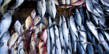 أسعار السمك اليوم الثلاثاء