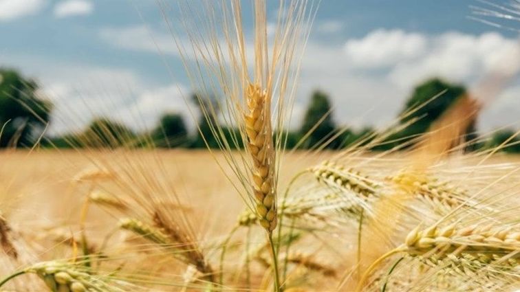 محصول القمح في ألمانيا يصل إلى 22.45 مليون طن هذا العام