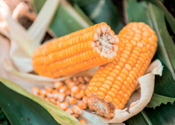 بورصة الحبوب| تراجع أسعار الذرة مع إغلاق تداولات الجمعة