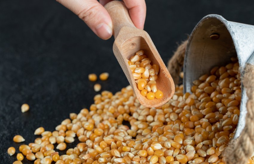 الصين تخفض توقعات واردات الذرة إلى النصف وتصل لأدنى مستوياتها في 8 سنوات