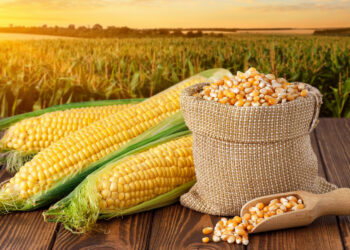 العقود الآجلة للذرة تغلق على انخفاض بنهاية تداولات الإثنين بسبب زيادة المحصول الأمريكي