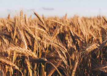 أسعار القمح الأوروبية تنخفض بشكل طفيف يوم الجمعة لتظل قريبة من أدنى مستوياتها