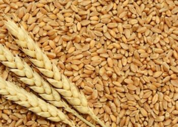 صادرات القمح الأمريكية في الفترة من يونيو حتى أغسطس هي الأعلى منذ عام 2017