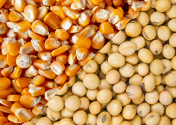 الزراعة الأمريكية: مبيعات فول الصويا والذرة الأسبوعية لموسم 2025-2026 ضمن التوقعات