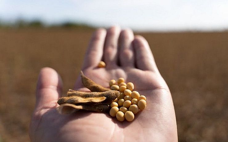 صادرات فول الصويا الأوكراني تنخفض بشكل حاد في سبتمبر 2025