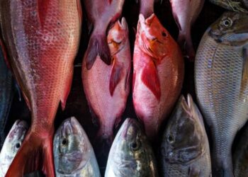 أسعار السمك اليوم الأربعاء.. تراجع البلطي وارتفاع المكرونة السويسي والكابوريا