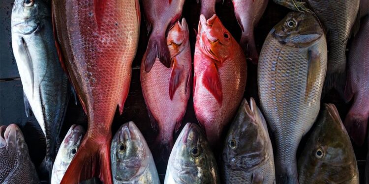 أسعار السمك اليوم الأربعاء.. تراجع البلطي وارتفاع المكرونة السويسي والكابوريا